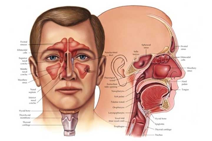 معافیت پزشکی سینوزیت بیماری های گوش و حلق و بینی